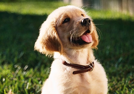 Spring Vibes: 12 Floral Dog Harnesses & Dog Bandanas (2023)