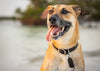 How This Aussie Air Dried Dog Food Can Help Your Pup & The Planet